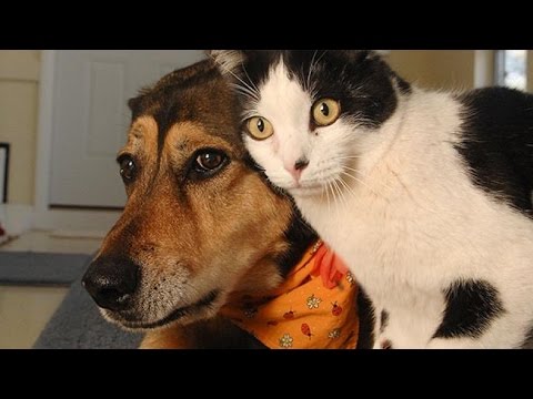 Youtube: Funny Cats and Dogs Compilation