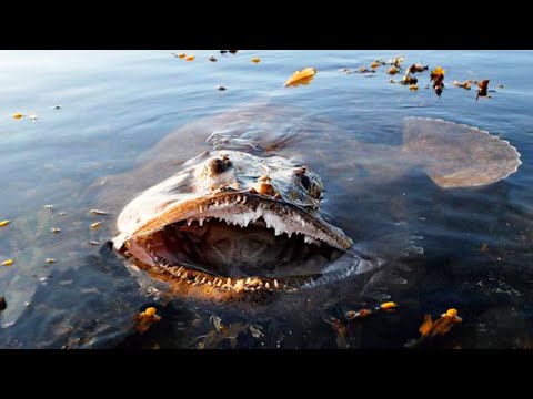 Youtube: 5 Monster aus der Tiefe - Tiere die so wirklich existieren!