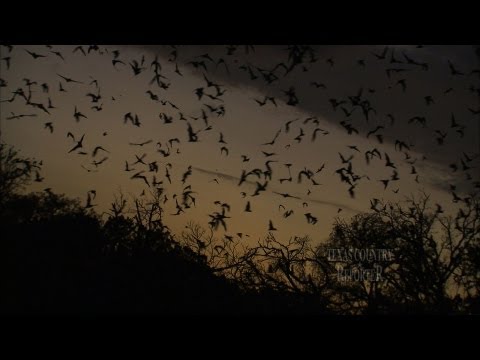 Youtube: Bracken Bat Cave (Texas Country Reporter)