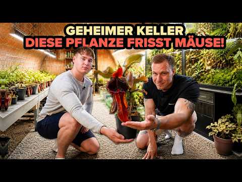 Youtube: "Dann sind nur noch Knochen & Fell übrig" - SELTENE Fleischfressende Pflanzen