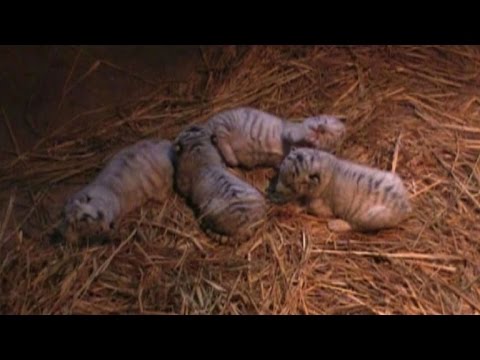 Youtube: Vier weiße Königstiger verzaubern Japaner