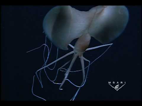 Youtube: Magnapinna sp. - The Long-armed Squid