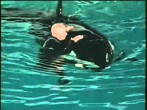 Youtube: NEAR DEATH AT SEAWORLD KILLER WHALE  ATTACKS TRAINER