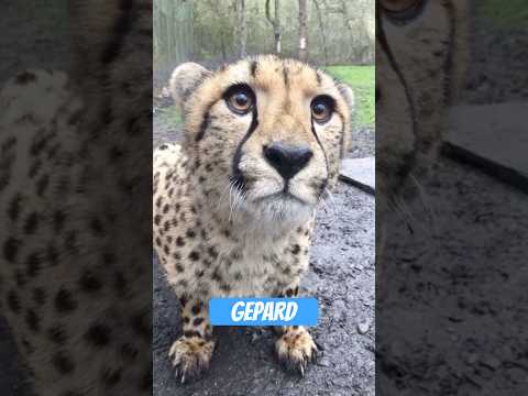 Youtube: Der Gepard: 100 km/h und trotzdem immer der Gearschte.