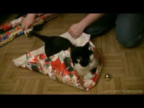 Youtube: Katze verpacken - verspätetes Weihnachtsgeschenk