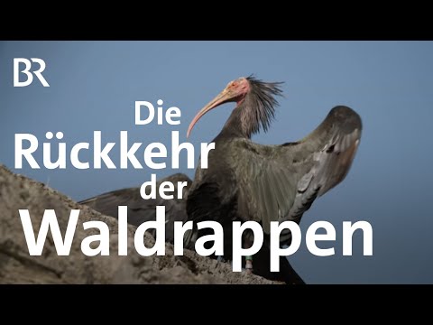 Youtube: Menschen zeigen Zugvögeln den Weg I Die Rückkehr der Waldrappe | Gute Nachrichten vom Planeten | BR