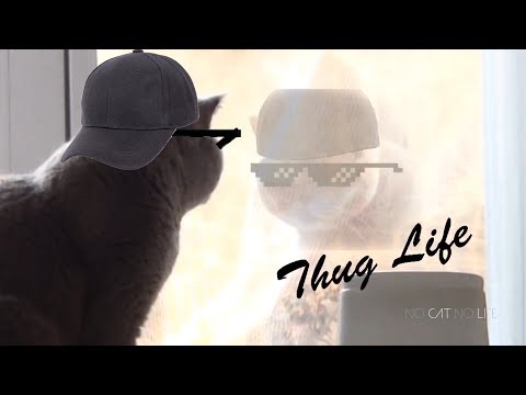 Youtube: Thug Life Cats Compilation