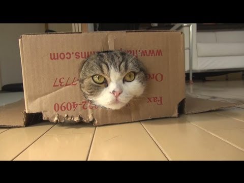 Youtube: まるです４。-I am Maru 4.-