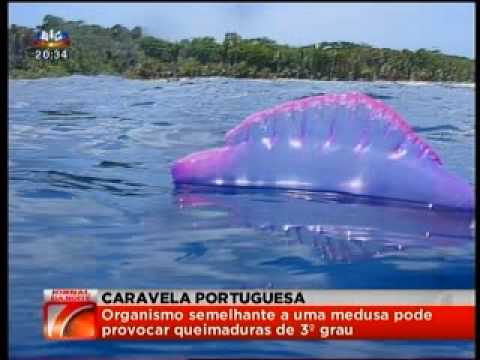 Youtube: Caravela-Portuguesa