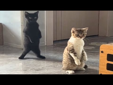 Youtube: CATS: Masters of Crazy and Unpredictable Antics