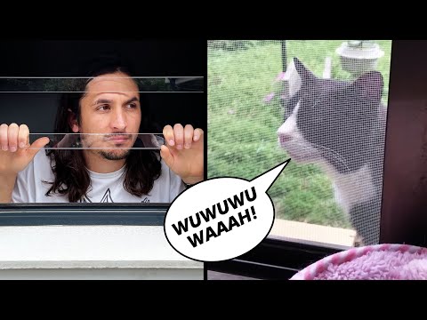 Youtube: How to make a song with your neighbour's cat (Let Me In)
