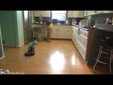 Youtube: Cat Wearing A Shark Costume Cleans The Kitchen On A Roomba.  #SharkWeek  #SharkCat cleaning Kitchen!
