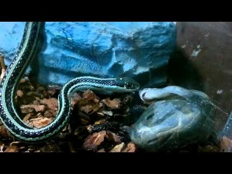 Youtube: mi thamnophis proximus