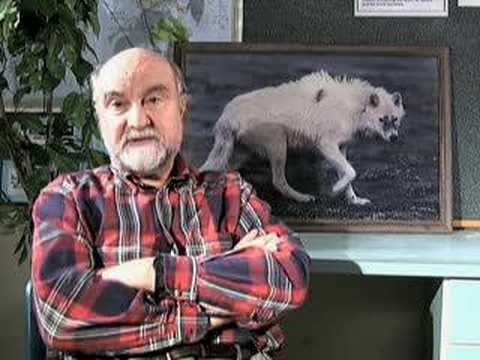 Youtube: "Alpha" Wolf?