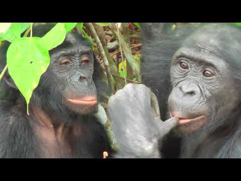 Youtube: TRUE BONOBO LOVE