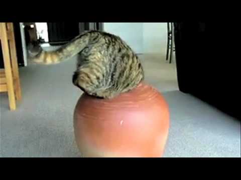 Youtube: Supercats: Episode 2 — Moar Hilarious Cat Videos!