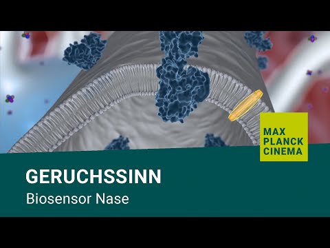Youtube: Geruchssinn - Biosensor Nase