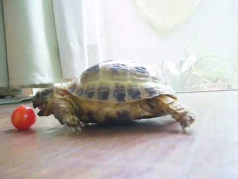Youtube: schildkröte und tomate