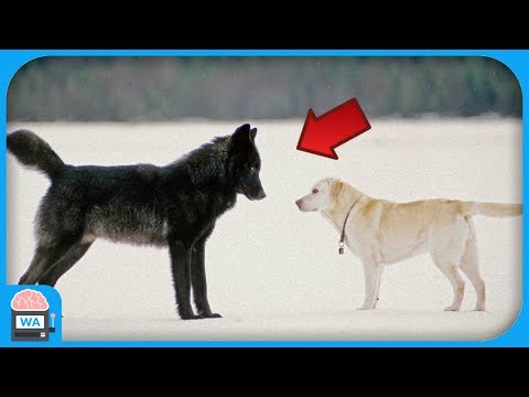 Youtube: Das passiert, wenn ein wilder Wolf einen Hund trifft