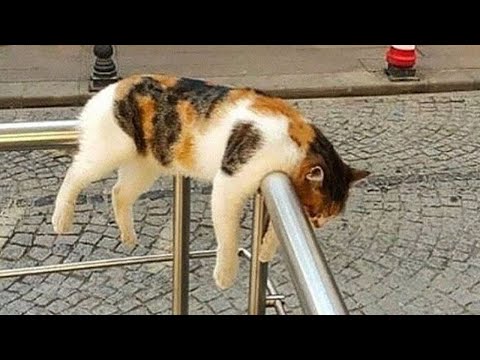Youtube: Unberechenbare schlafende Katzen 😹 Lustige Katzenvideos