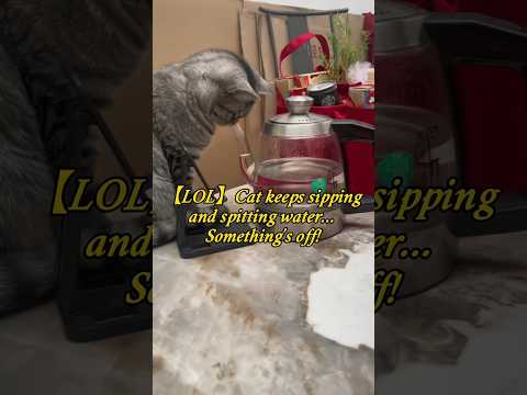 Youtube: 【LOL】Cat keeps sipping and spitting water… Something’s off!#FunnyCat #CatDrinking  #CatContent