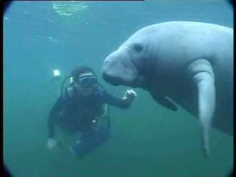 Youtube: Underwater Encounter with a friend - manatee