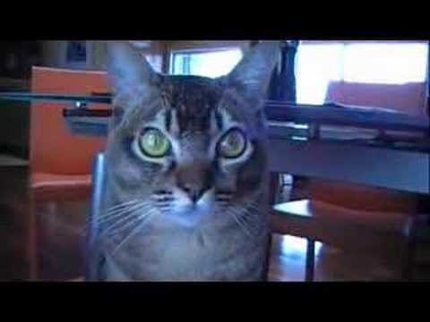 Youtube: The Farting Cat