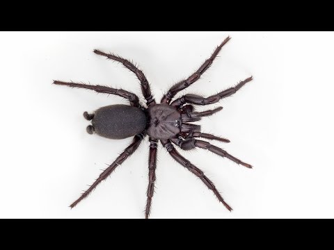 Youtube: Trichternetzspinne in Europa - Neue Familie