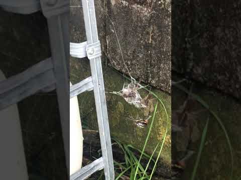 Youtube: spider capturing wolf spiders