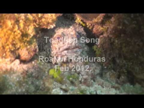 Youtube: Toadfish Song