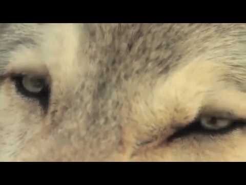 Youtube: Deutsch How Wolves Change Rivers