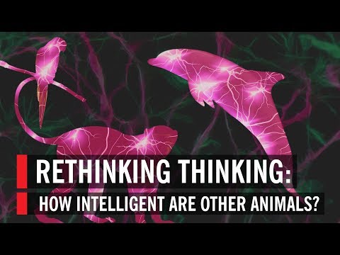 Youtube: Rethinking Thinking: How Intelligent Are Other Animals?