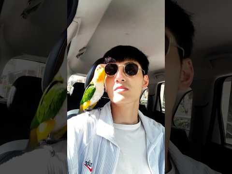 Youtube: Caique parrots are rhythm masters