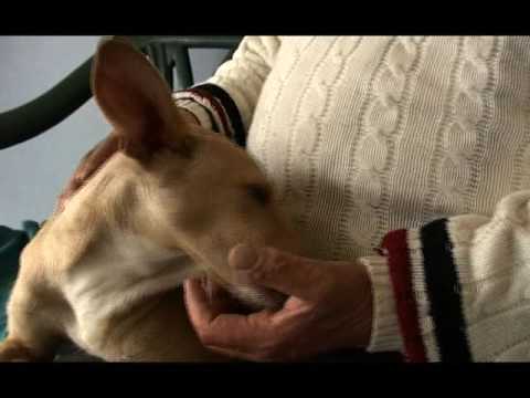 Youtube: Die Hunde-WG im Tierheim München