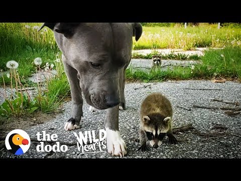 Youtube: Wilde Waschbärbabys halten einen Pitbull für ihre Mutter | The Dodo Wild Hearts