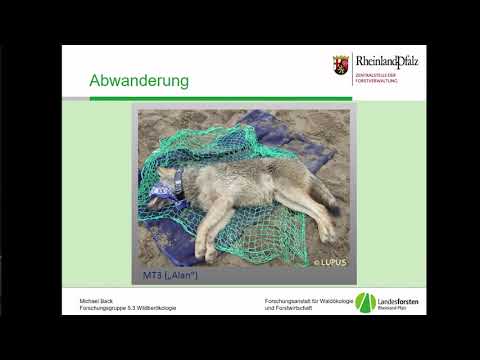 Youtube: Der Einsatz des Jagdhundes in Wolfsgebieten