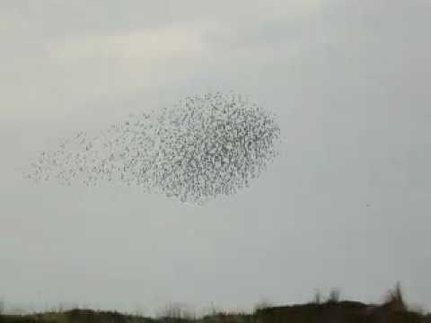 Youtube: Tausende Stare über Sylt! Riesiger Vogelschwarm (Nähe Sansibar, Rantum)