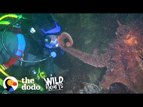 Youtube: Guy Offers Hand to a Giant Octopus — You Won’t Believe How He Reacts | The Dodo Wild Hearts