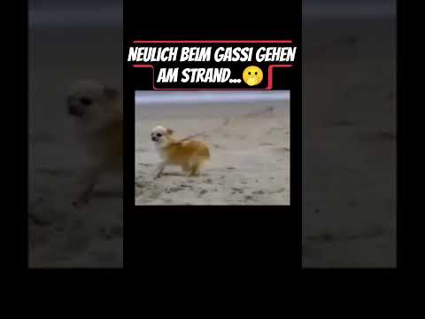 Youtube: Neulich beim Gassi gehen...