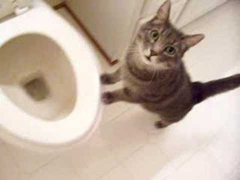 Youtube: cat who likes to watch the toilet flush