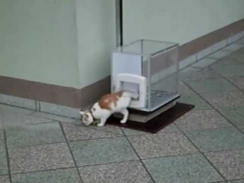 Youtube: Cat-lift