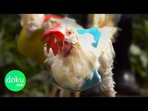 Youtube: Vom Glück, ein Huhn zu retten | WDR Doku