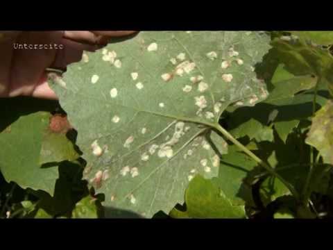 Youtube: Wein - Gallmilben-Befall (kommen die Aliens als Insekten und Pilze?)