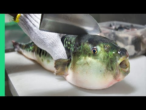 Youtube: Eating Japan's POISONOUS PufferFish!!! ALMOST DIED!!! *Ambulance*