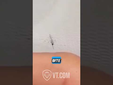 Youtube: Thirsty Mosquito Tries to Bite Man’s Finger and Fails 😂🦟