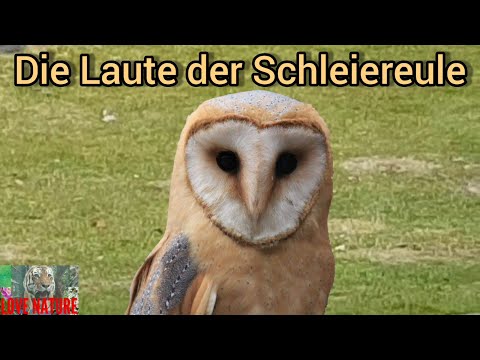 Youtube: Die Laute der Schleiereule #LoveNature #unheimlich