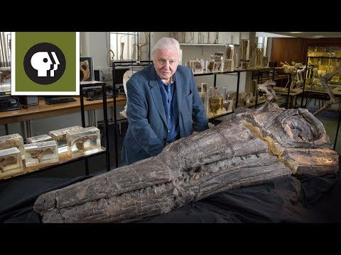 Youtube: Meet a Jurassic Killer: Temnodontosaurus
