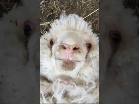 Youtube: Das Schaf macht Mäh