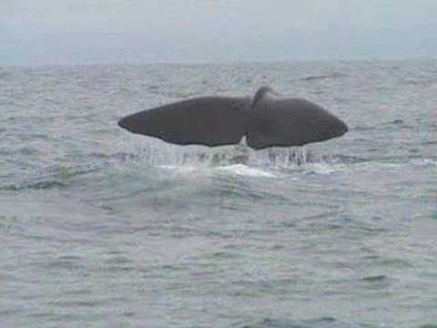 Youtube: The Dubliners - The Last Of The Great Whales