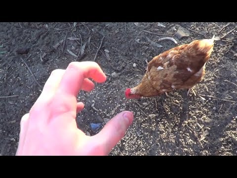 Youtube: How To Fight a Chicken